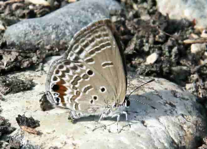 �N���}�_���\�e�c�V�W�~